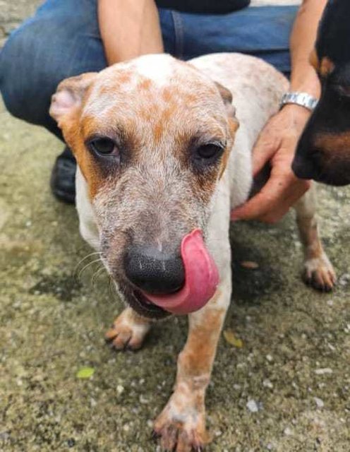 Boy 3  - Jack Russell Terrier Mix Dog