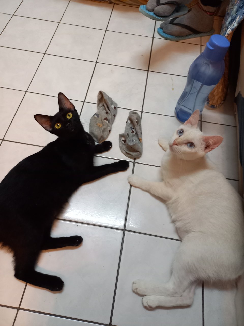 Daisy &amp; Black - Domestic Short Hair Cat