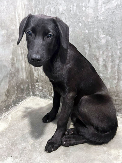 Moon - Labrador Retriever Dog