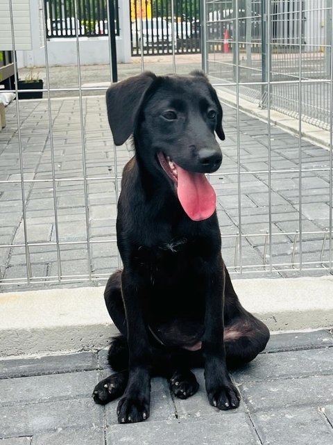 Moon - Labrador Retriever Dog