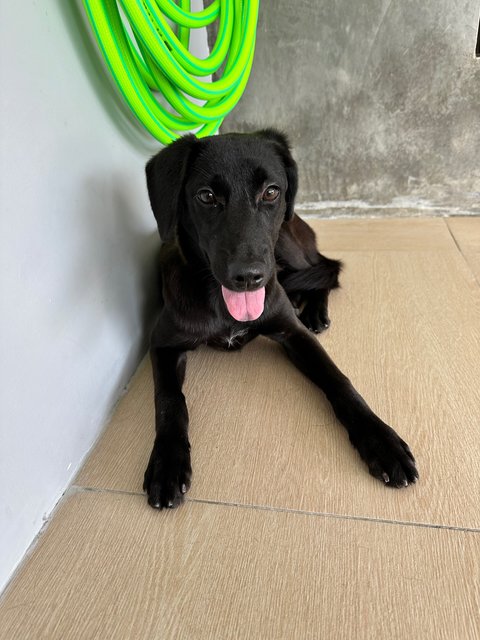 Moon - Labrador Retriever Dog