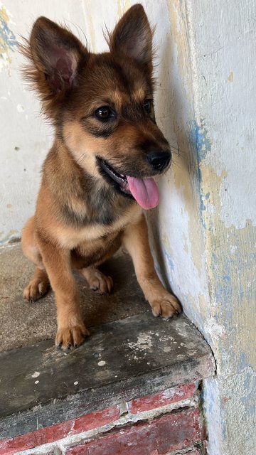 Amulu - Mixed Breed Dog