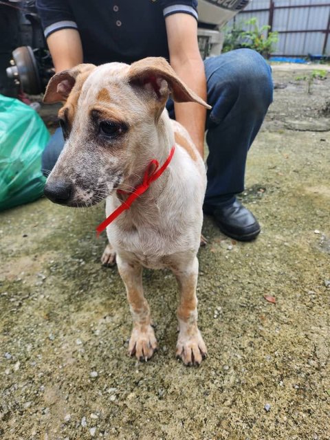 Girl 1 - Jack Russell Terrier Mix Dog