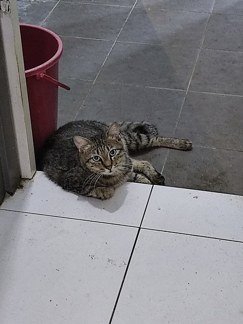 Pangpang(Gemok) - Domestic Medium Hair Cat