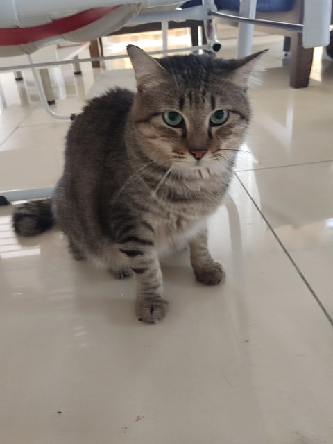 Pangpang(Gemok) - Domestic Medium Hair Cat