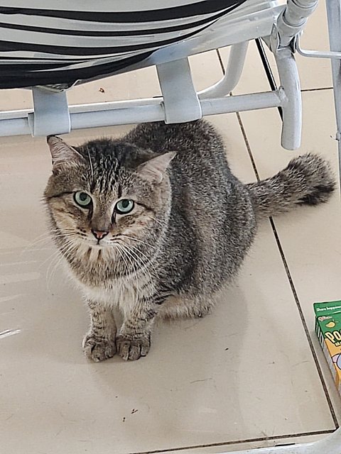 Pangpang(Gemok) - Domestic Medium Hair Cat