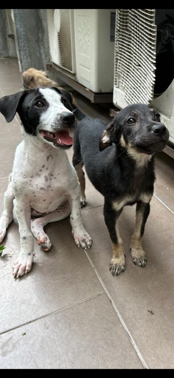 Daisy And Rex - Mixed Breed Dog