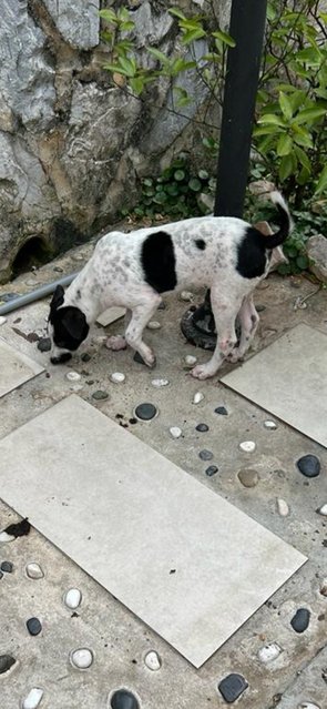 Daisy And Rex - Mixed Breed Dog