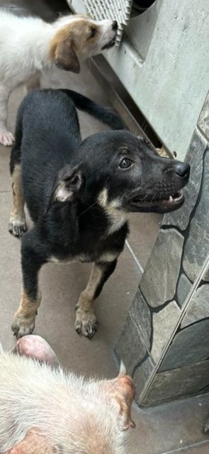 Daisy And Rex - Mixed Breed Dog