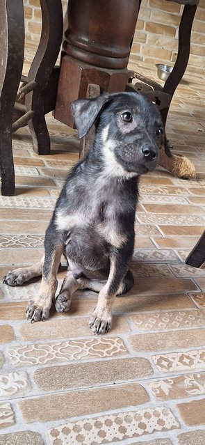 Daisy And Rex - Mixed Breed Dog