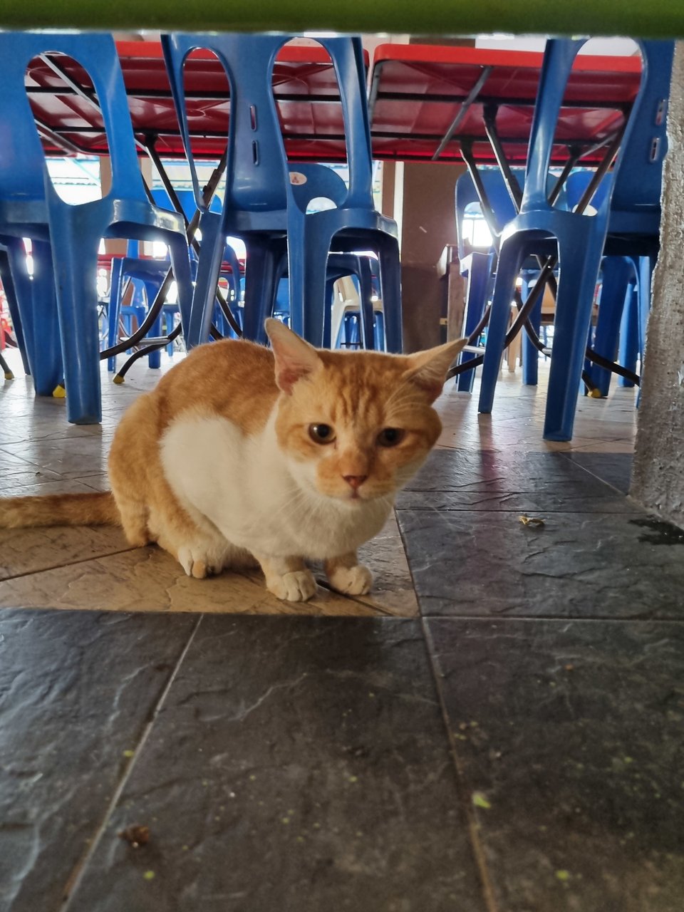 Fatty - Domestic Medium Hair Cat