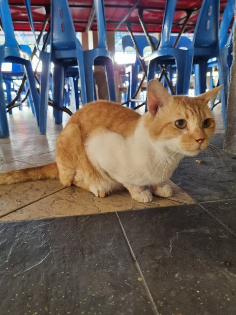 Fatty - Domestic Medium Hair Cat