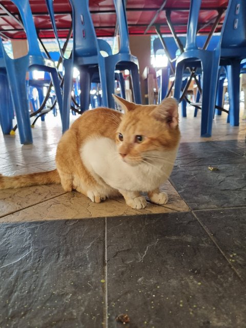 Fatty - Domestic Medium Hair Cat