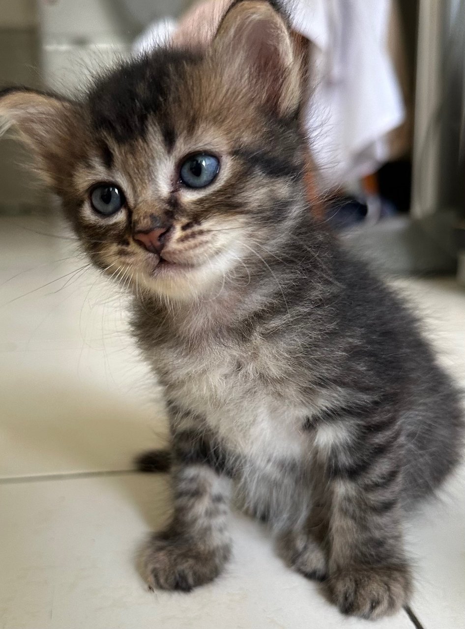 No Name Yet - American Shorthair Cat