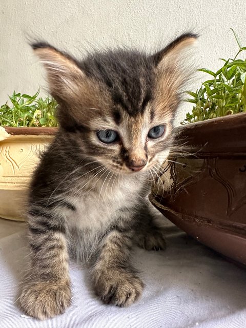 No Name Yet - American Shorthair Cat