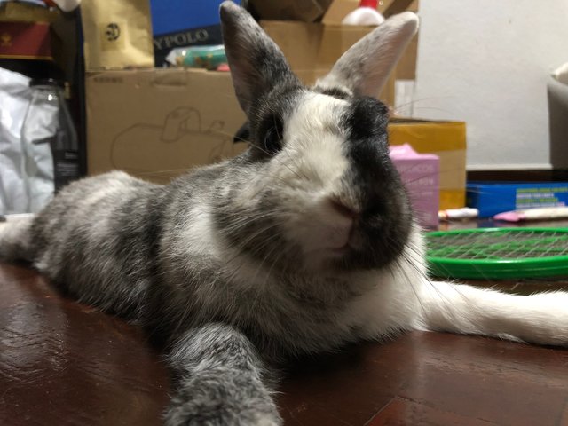 Niu Niu - Angora Rabbit + Harlequin Rabbit