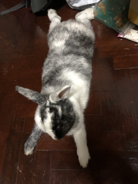 Niu Niu - Angora Rabbit + Harlequin Rabbit