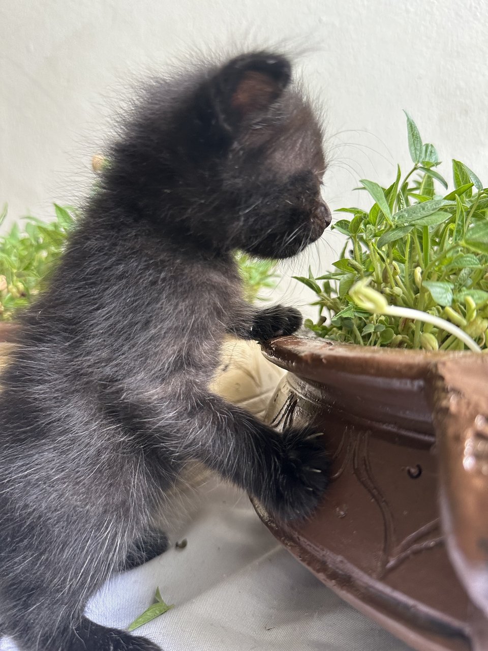 No Name Yet 4  - Havana Cat