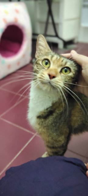 Melanie - Domestic Short Hair Cat