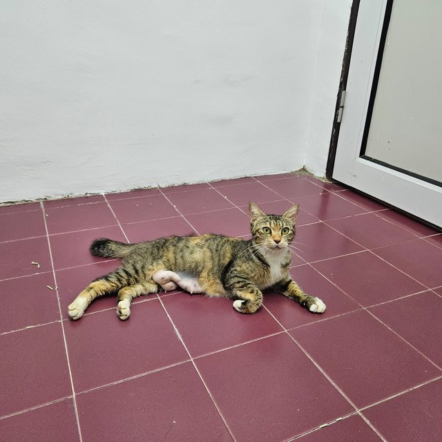 Melanie - Domestic Short Hair Cat