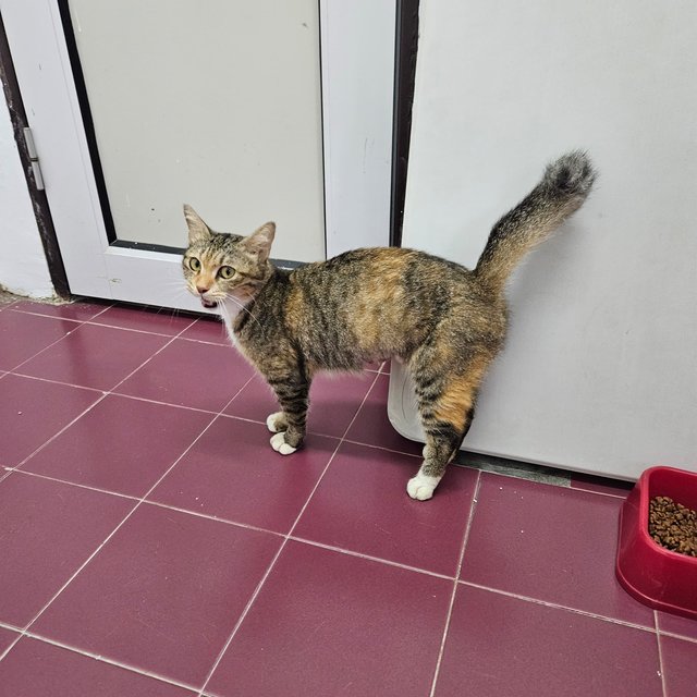 Melanie - Domestic Short Hair Cat