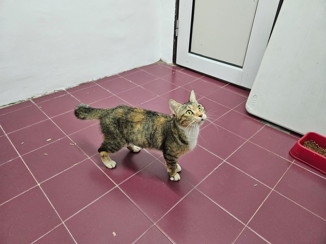 Melanie - Domestic Short Hair Cat