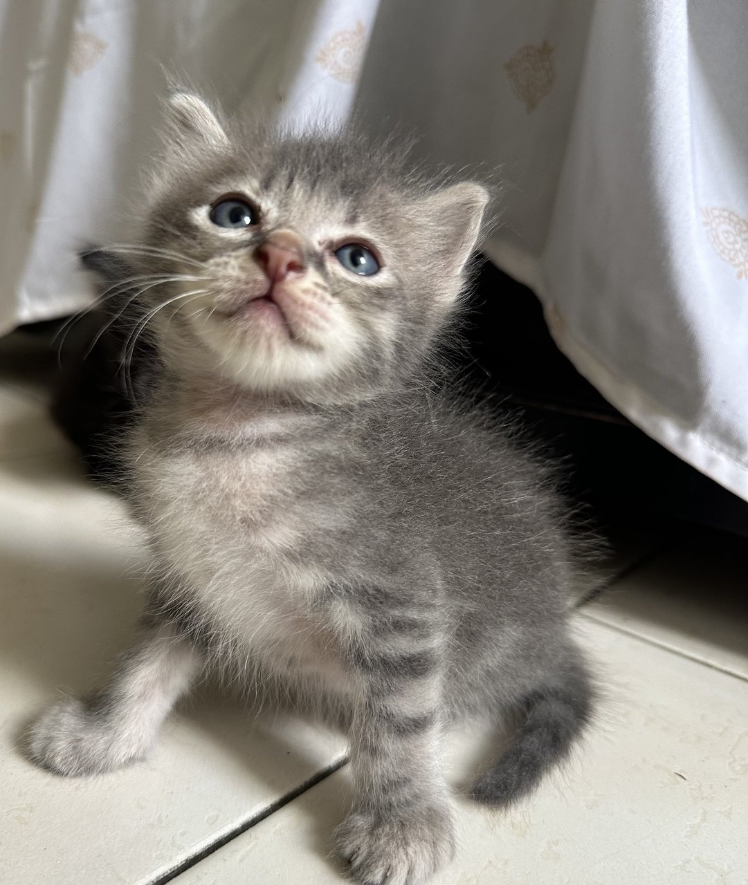 No Name Yet 5 - American Curl + American Shorthair Cat