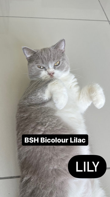 BSH Bicolour Lilac, calm, playful, litter trained