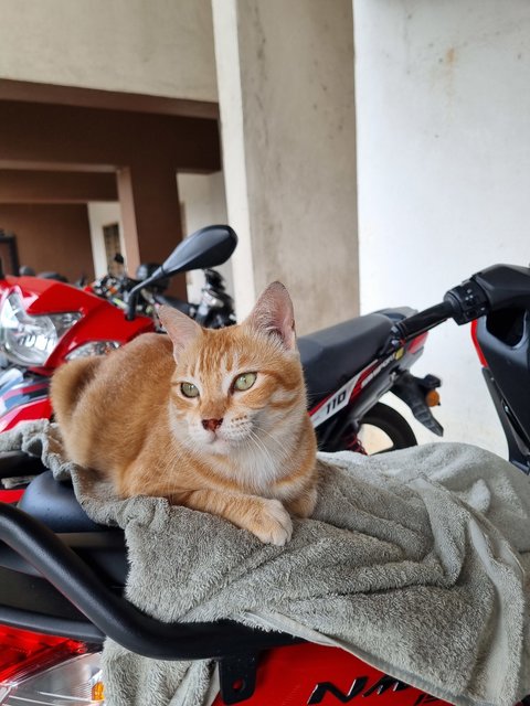 Cici - Domestic Short Hair Cat