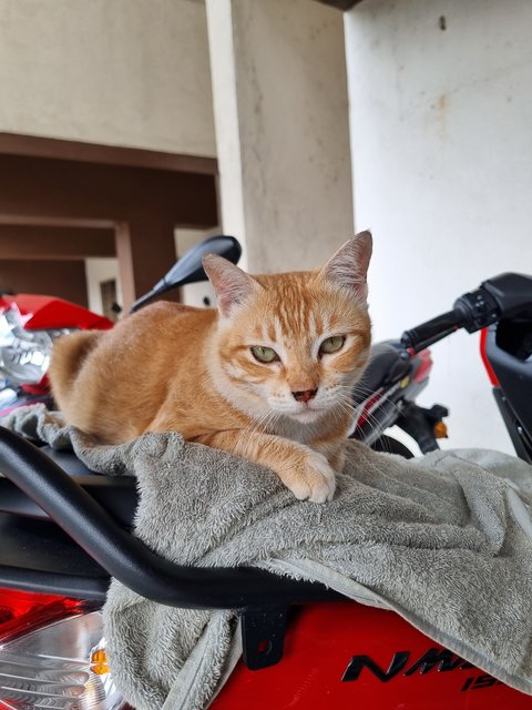 Cici - Domestic Short Hair Cat