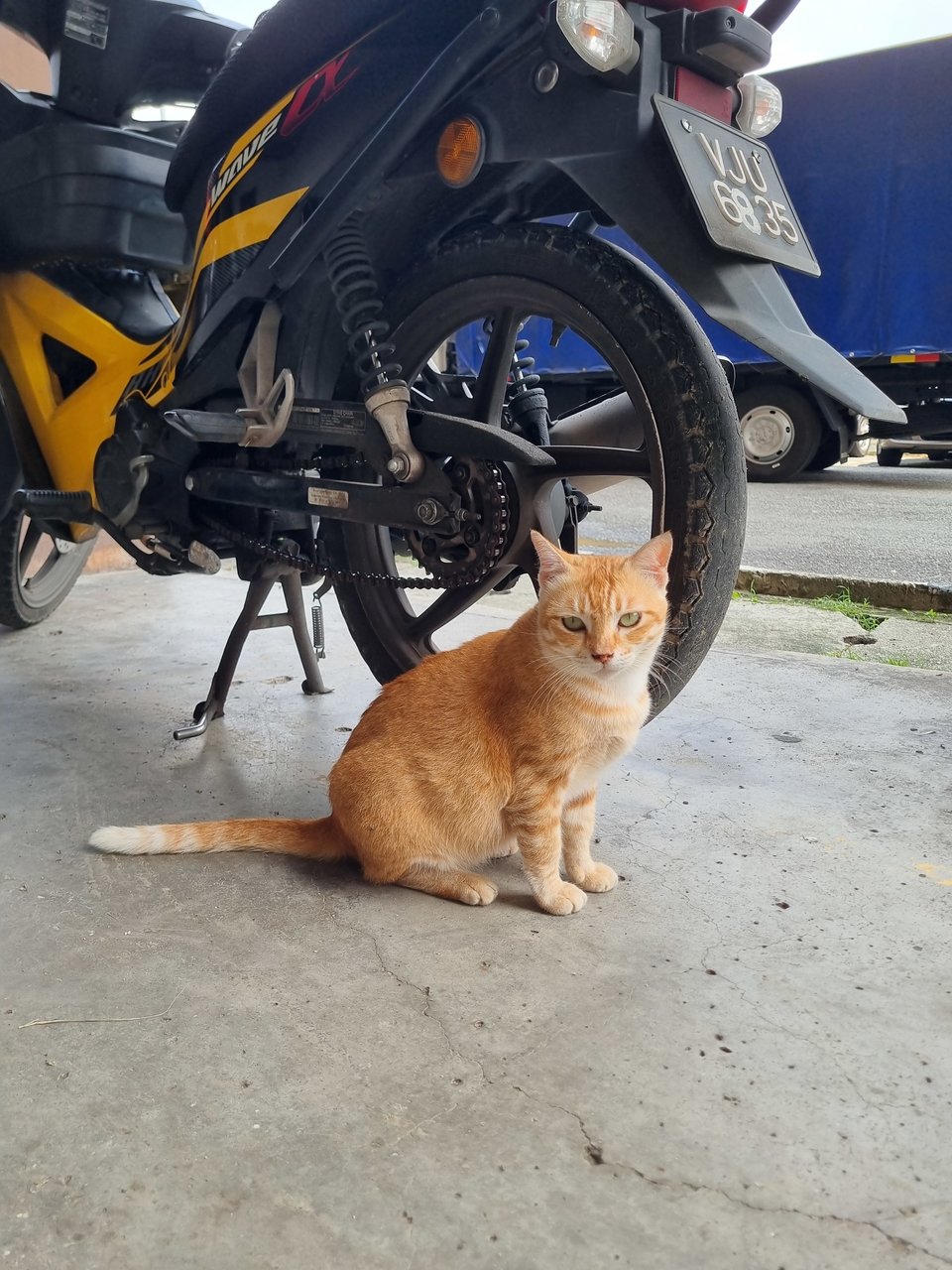 Cici - Domestic Short Hair Cat