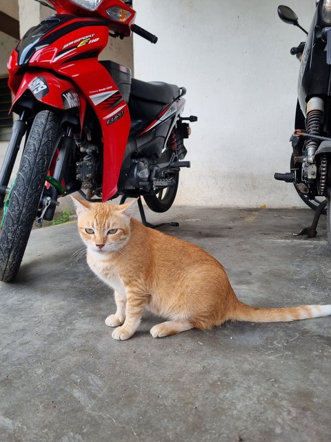 Cici - Domestic Short Hair Cat