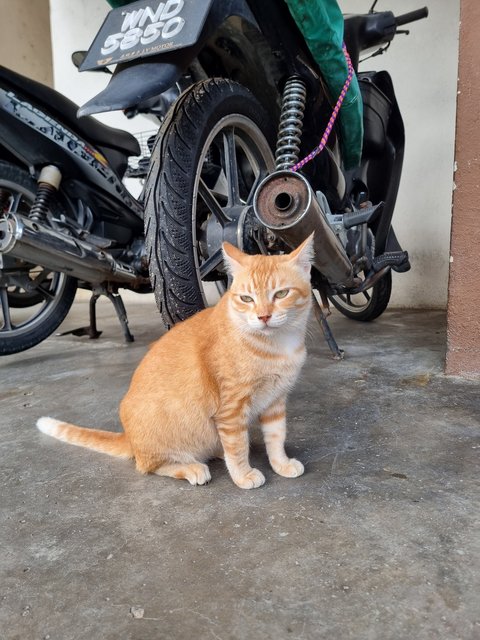 Cici - Domestic Short Hair Cat