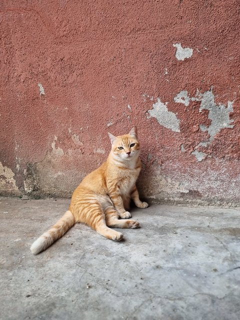 Cici - Domestic Short Hair Cat