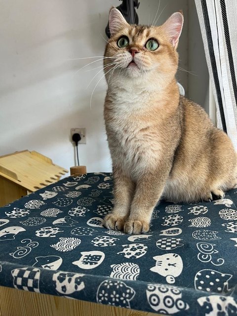 Aurora - British Shorthair Cat