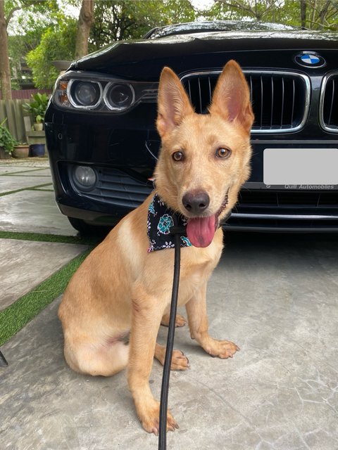 Pika - Mixed Breed Dog