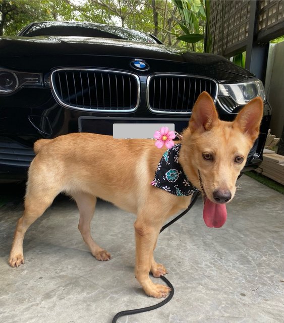 Pika - Mixed Breed Dog