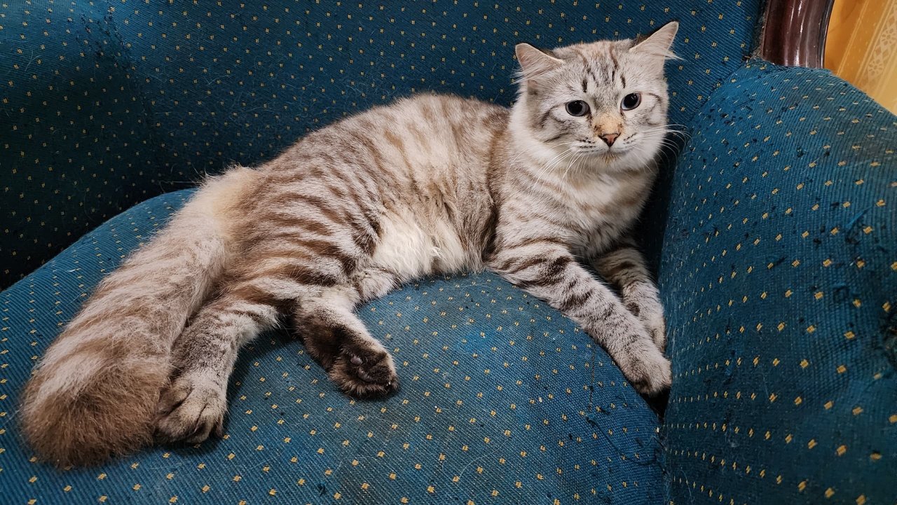 Casper - Domestic Long Hair Cat