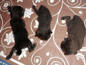 Chocolate, Dark Choco &amp; Black Coffee - Domestic Medium Hair Cat