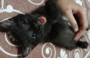 Chocolate, Dark Choco &amp; Black Coffee - Domestic Medium Hair Cat