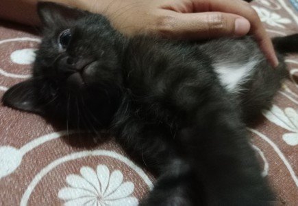 Chocolate, Dark Choco &amp; Black Coffee - Domestic Medium Hair Cat