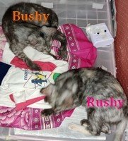 Bushy, Tushy &amp; Rushy - Domestic Medium Hair Cat