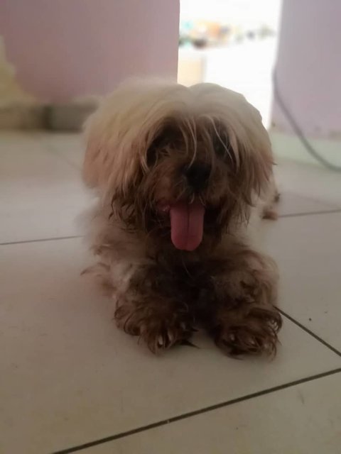 Jackie (K) - Shih Tzu Dog