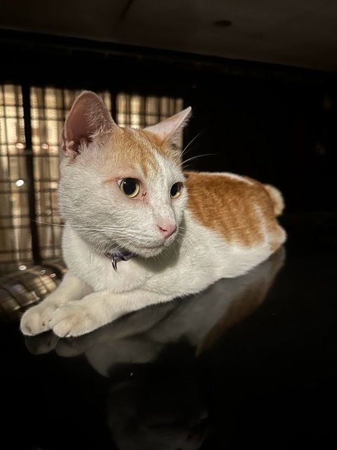 Mango - Japanese Bobtail Cat