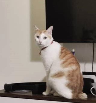 Mango - Japanese Bobtail Cat