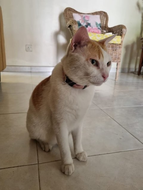 Mango - Japanese Bobtail Cat