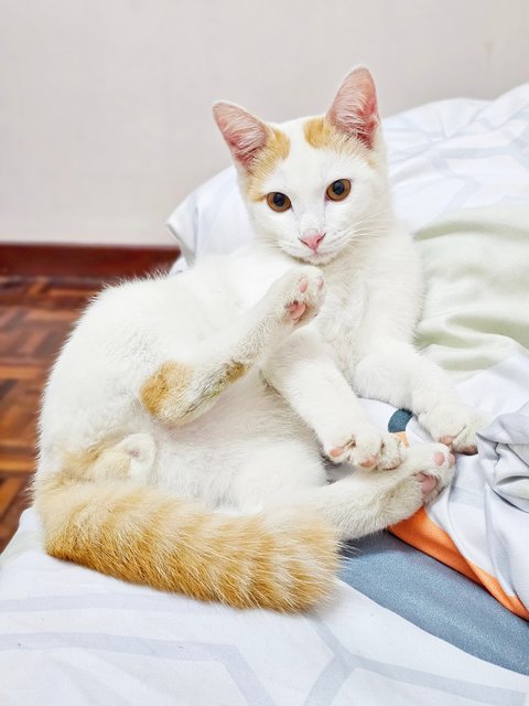 Nugget - Turkish Van Cat