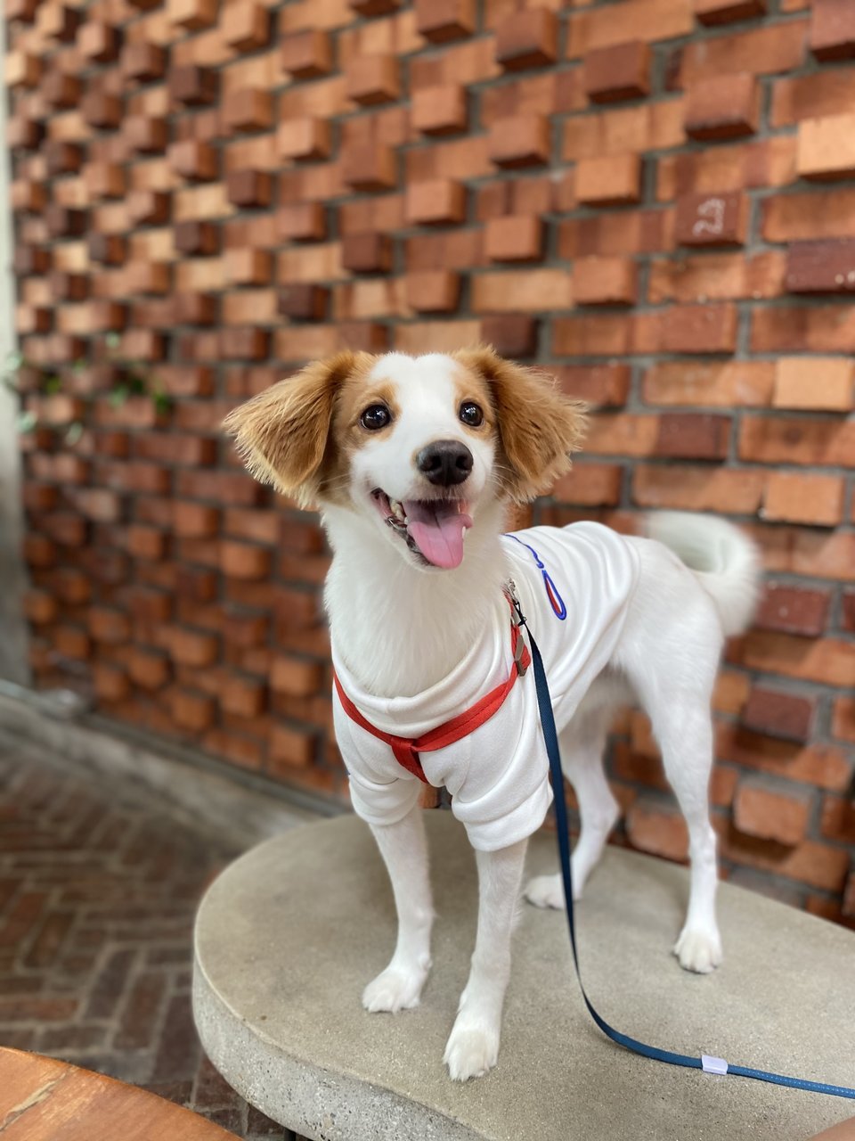 Bb Tay - Shih Tzu Mix Dog