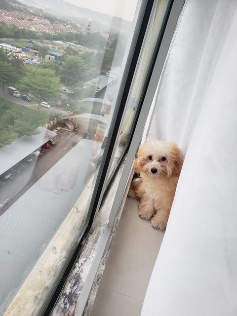 Mocha - Poodle Dog