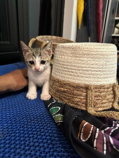 Cendol  - Domestic Short Hair Cat